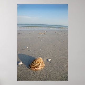 The Shell Poster