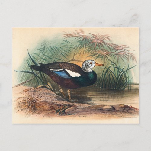 The Shielded Duck by Joseph Wolf Postcard