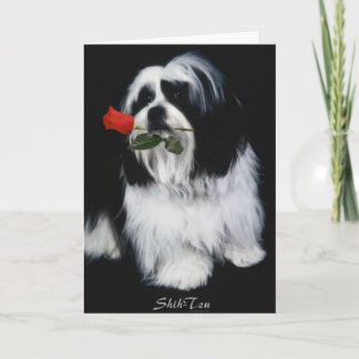 The Shih Tzu Dog Card