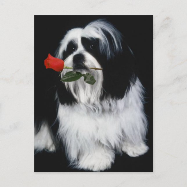 The Shih Tzu Dog Postcard (Front)