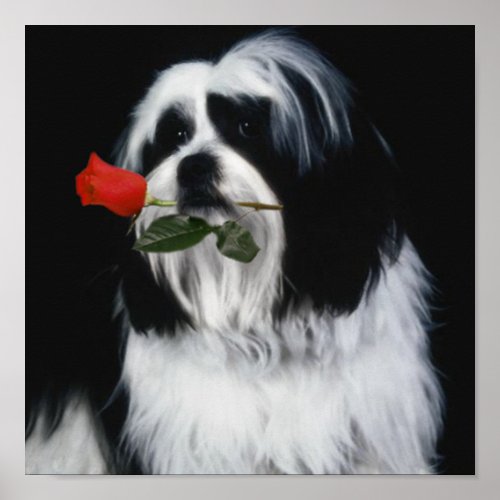 The Shih Tzu Dog Poster