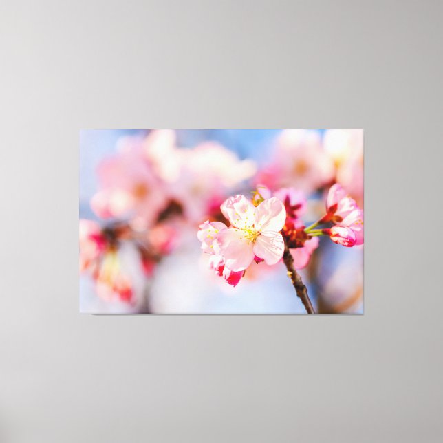 The Shining Beauty Of Pink Sakura Flowers Canvas Print (Front)