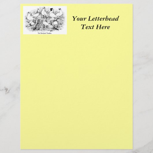 The Short-faced Tumbler Pigeons (Front)