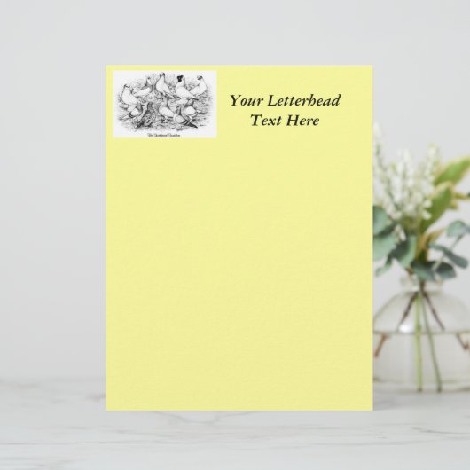 The Short-faced Tumbler Pigeons (Standing Front)