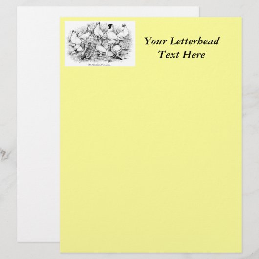 The Short-faced Tumbler Pigeons (Front/Back)