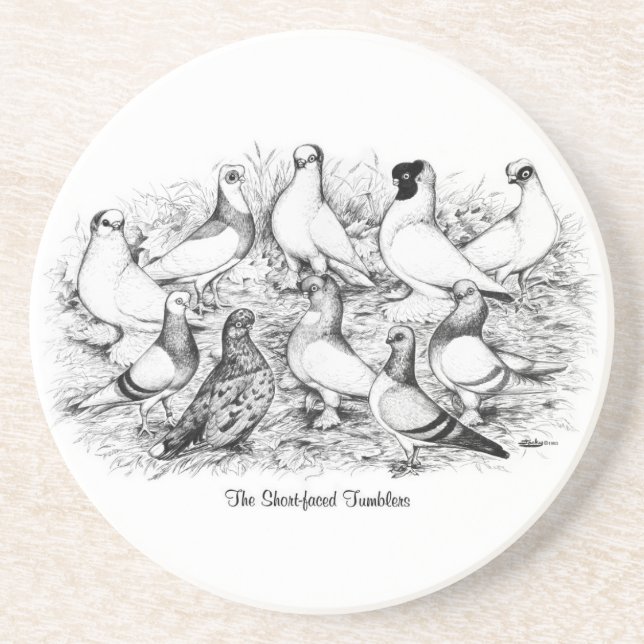 The Short-faced Tumbler Pigeons Drink Coaster (Front)
