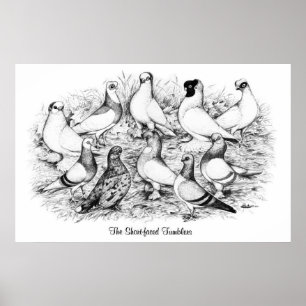 The Short-faced Tumbler Pigeons Poster