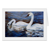 The shy swan (Front Horizontal)