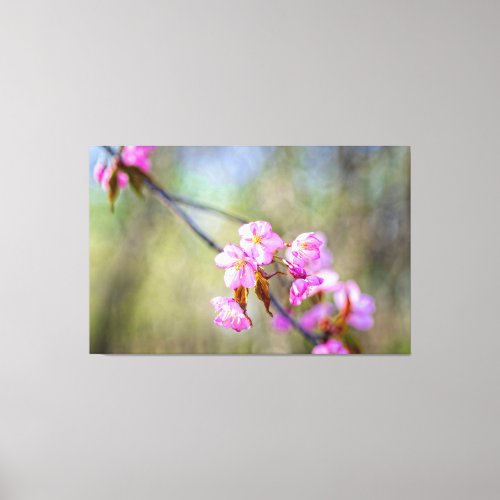 The Simple Beauty Of Sakura Flowers In Springtime Canvas Print