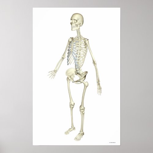 The Skeletal System Poster