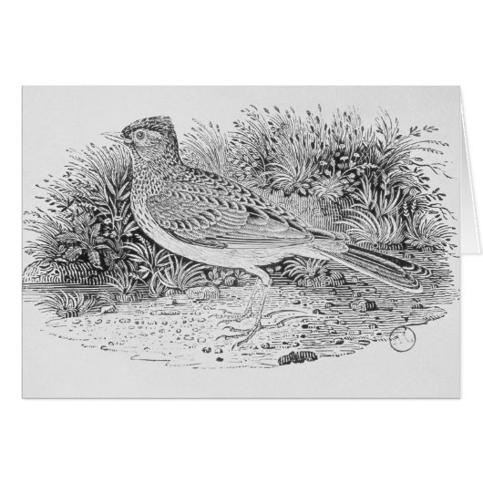 The Skylark Cards (Front Horizontal)