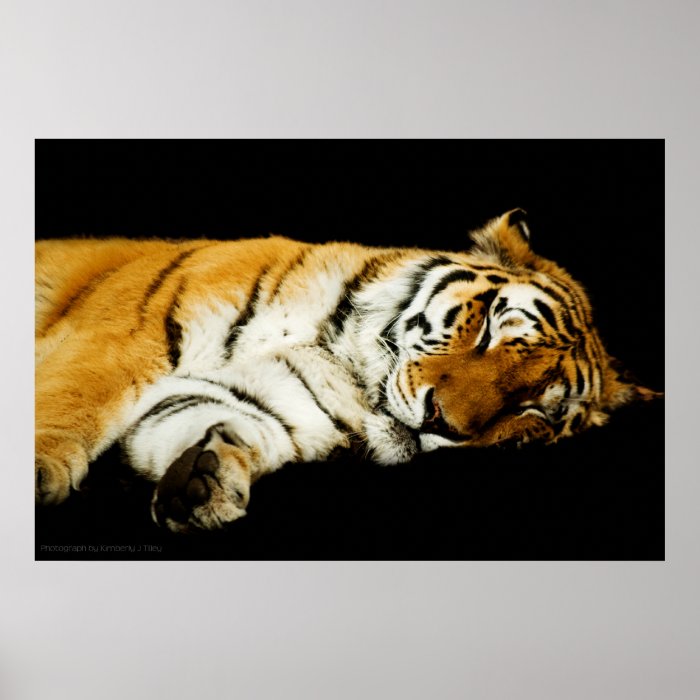 The Sleeping Amur Print