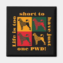 The smart Portuguese water dog 