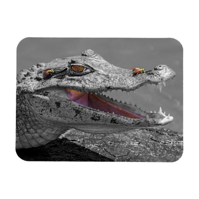 The smiling crocodile and the flies magnet (Horizontal)