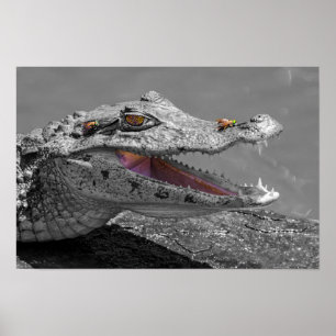 The smiling crocodile and the flies poster