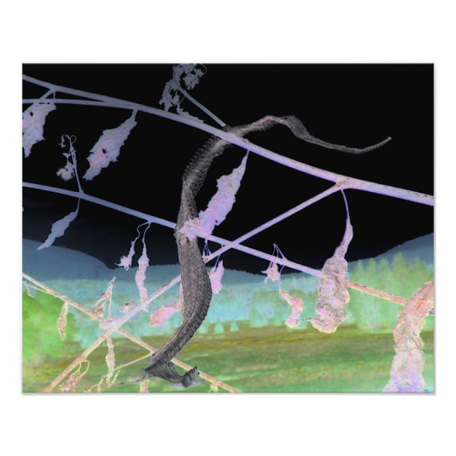 "The Snake's Farewell" Transformed Snakeskin Photo Print (Front)