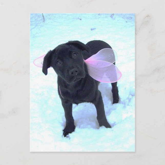 The Snow Fairy Labrador Postcard (Front)