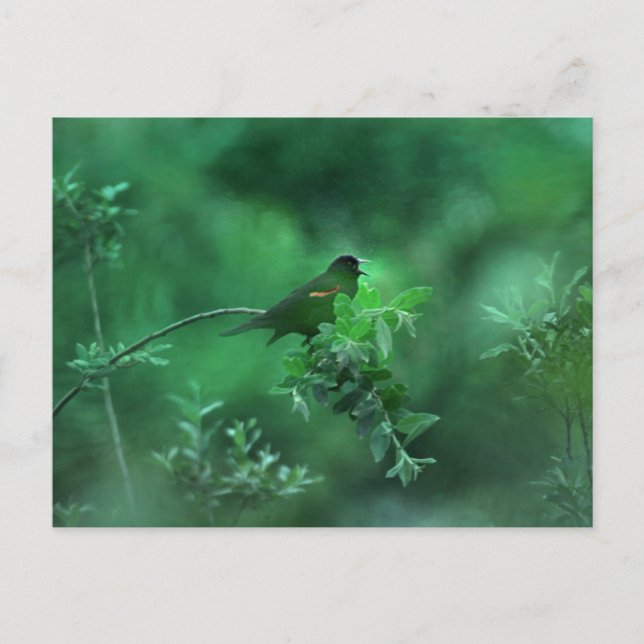 The Song Postcard (Front)