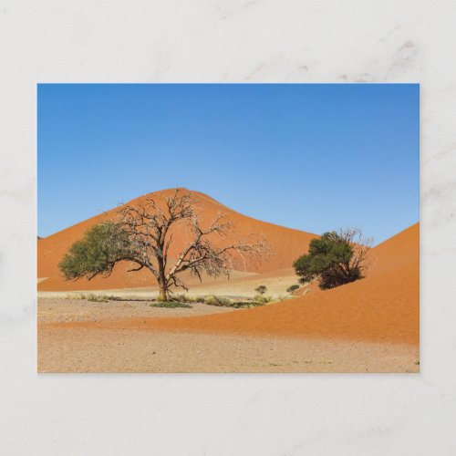 The Sossusvlei dunes in Namibia Postcard