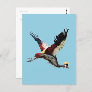 The South African crowned crane in mid-flight Postcard
