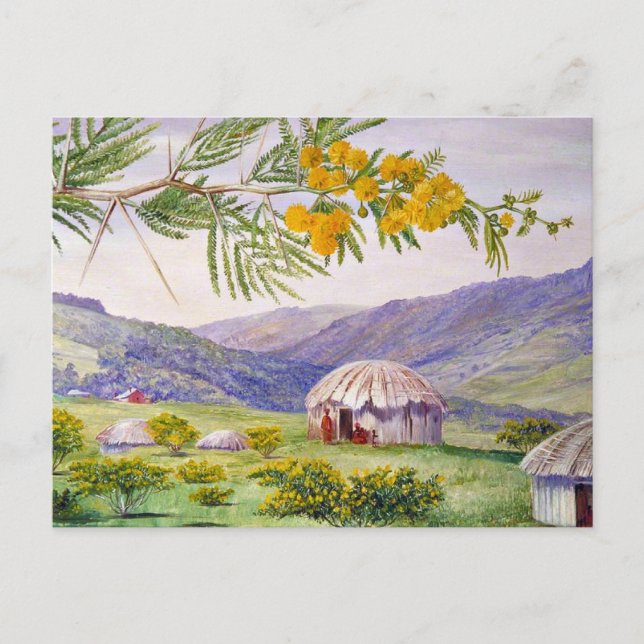 The South African Doornboom and Fingo Huts Postcard (Front)