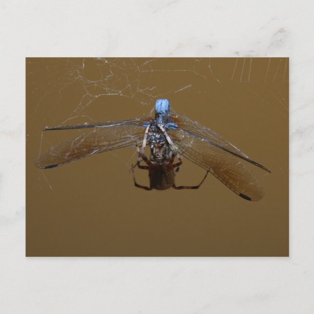 The Spider and the (Fire) Fly Postcard (Front)