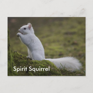 The Spirit Squirrels of the West Postcard