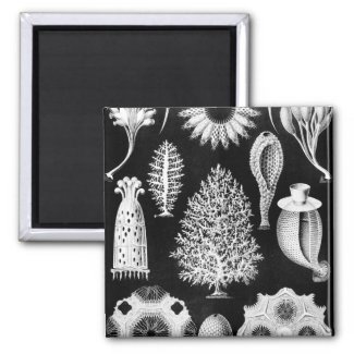 The Sponge of the Sea - Naturalist Image 1904 2 Inch Square Magnet