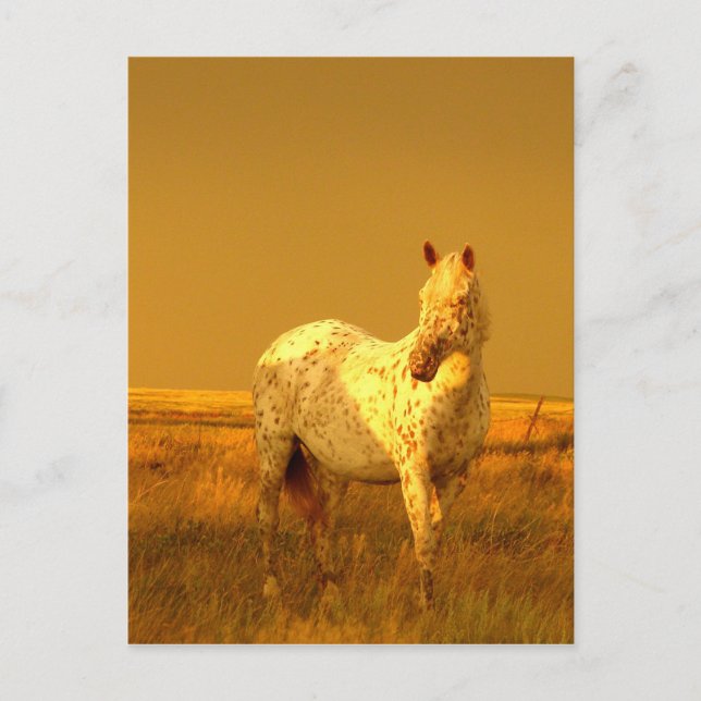 The Spotted Horse In The Golden Glow of A Prairie Postcard (Front)