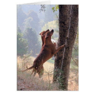 The Squirrel Hunt Cards