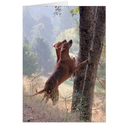 The Squirrel Hunt Cards (Front)