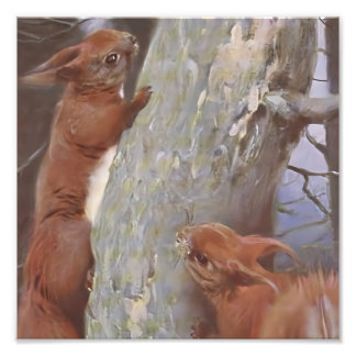 THE SQUIRREL (Sciurus vulgaris) Photo Print