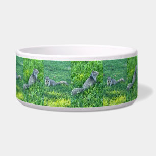 The Squirrels,  Bowl