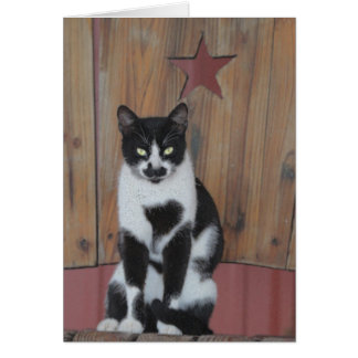 The Star - Black & White Cat on Wood Chair Cards
