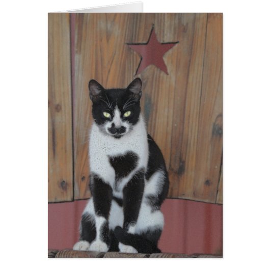 The Star - Black & White Cat on Wood Chair Cards (Front)