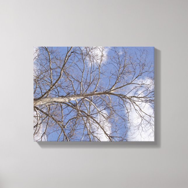 The Stately Indiana Sycamore Canvas Print (Front)