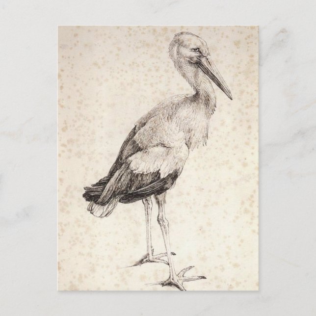 The Stork by Albrecht Durer Postcard (Front)