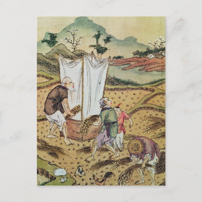 The Story of Rice Postcard (Front)