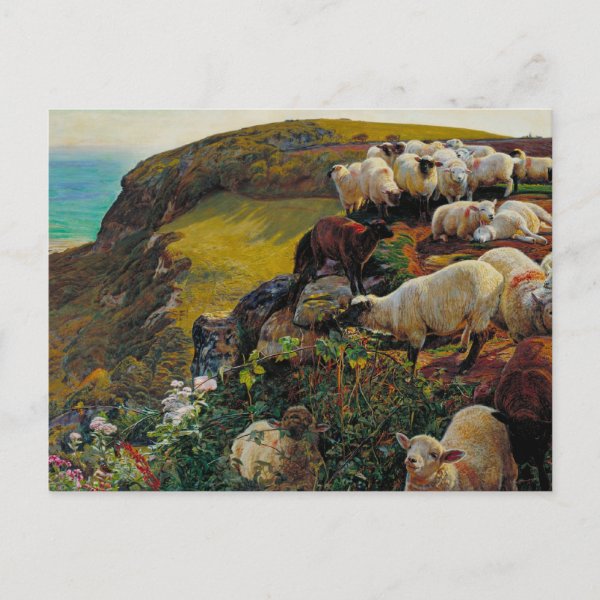 Sheep Posters & Prints Zazzle