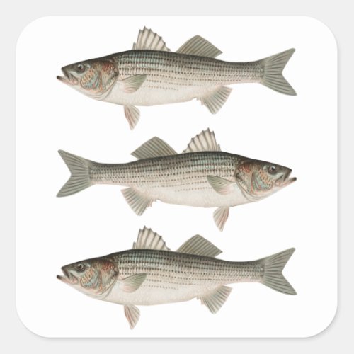 The Striped Bass Fishing Adventure Square Sticker