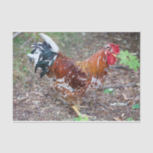 The Stud (Except It's a Chicken) Tissue Paper