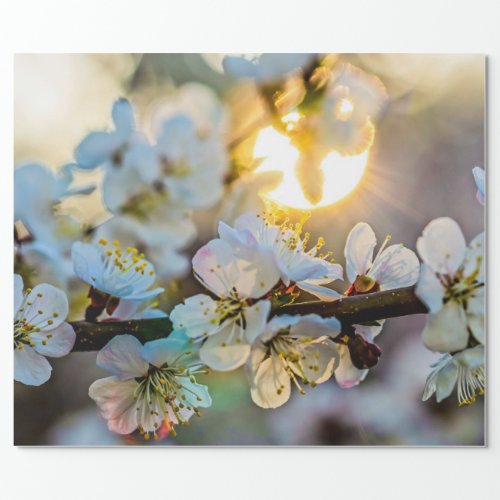 The Sun Behind the Japanese Apricot Blossoms Wrapping Paper