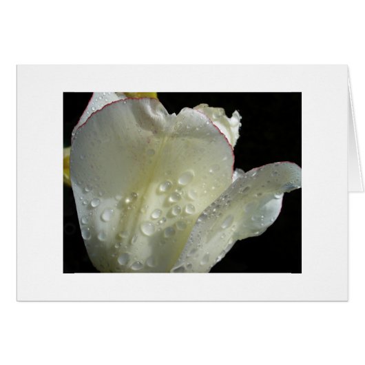 The Sun Comes Out Cards (Front Horizontal)