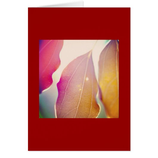 The Sun Shines Through the Leaves (Front)