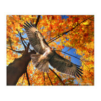 "The Sunday Hawk"