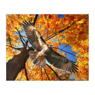 "The Sunday Hawk" Acrylic Print