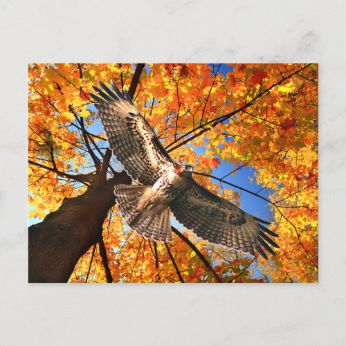 The Sunday Hawk Postcard