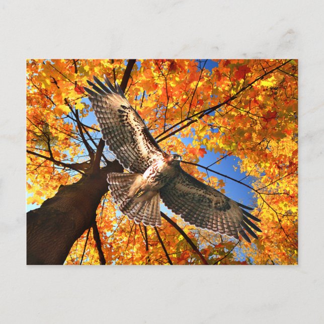 "The Sunday Hawk" Postcard (Front)