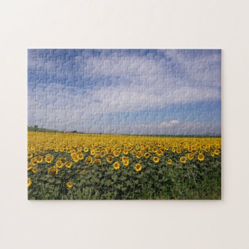 The Sunflower Field Jigsaw Puzzle