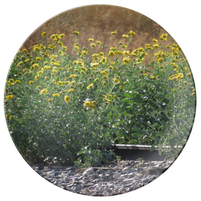 The Sunflowers Near The Train Tracks Plate